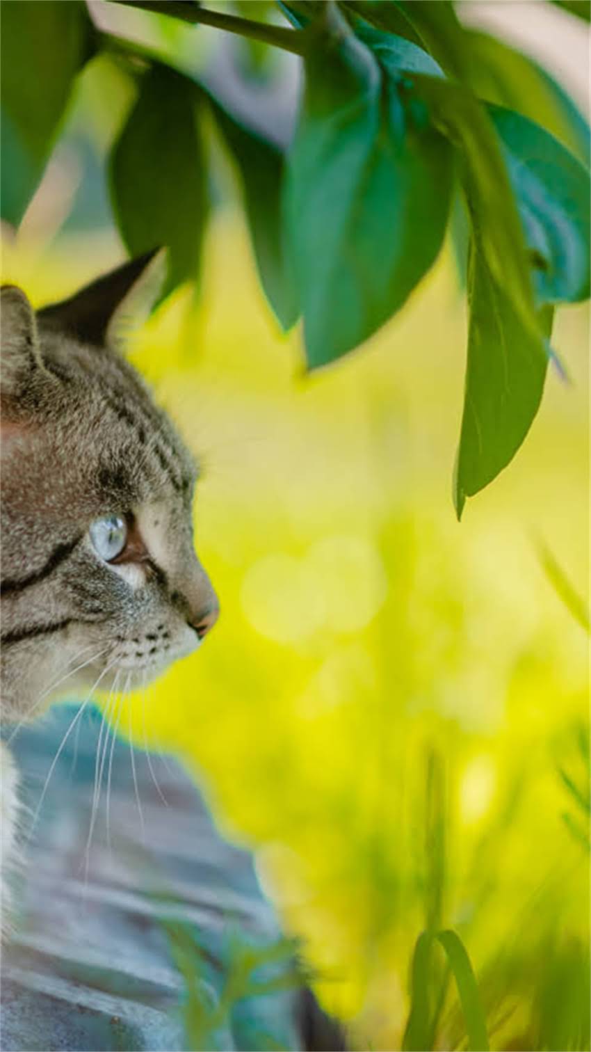 图片 阿拉斯加犬感冒伴随腹泻怎么办？5大症状与科学护理指南2.jpg