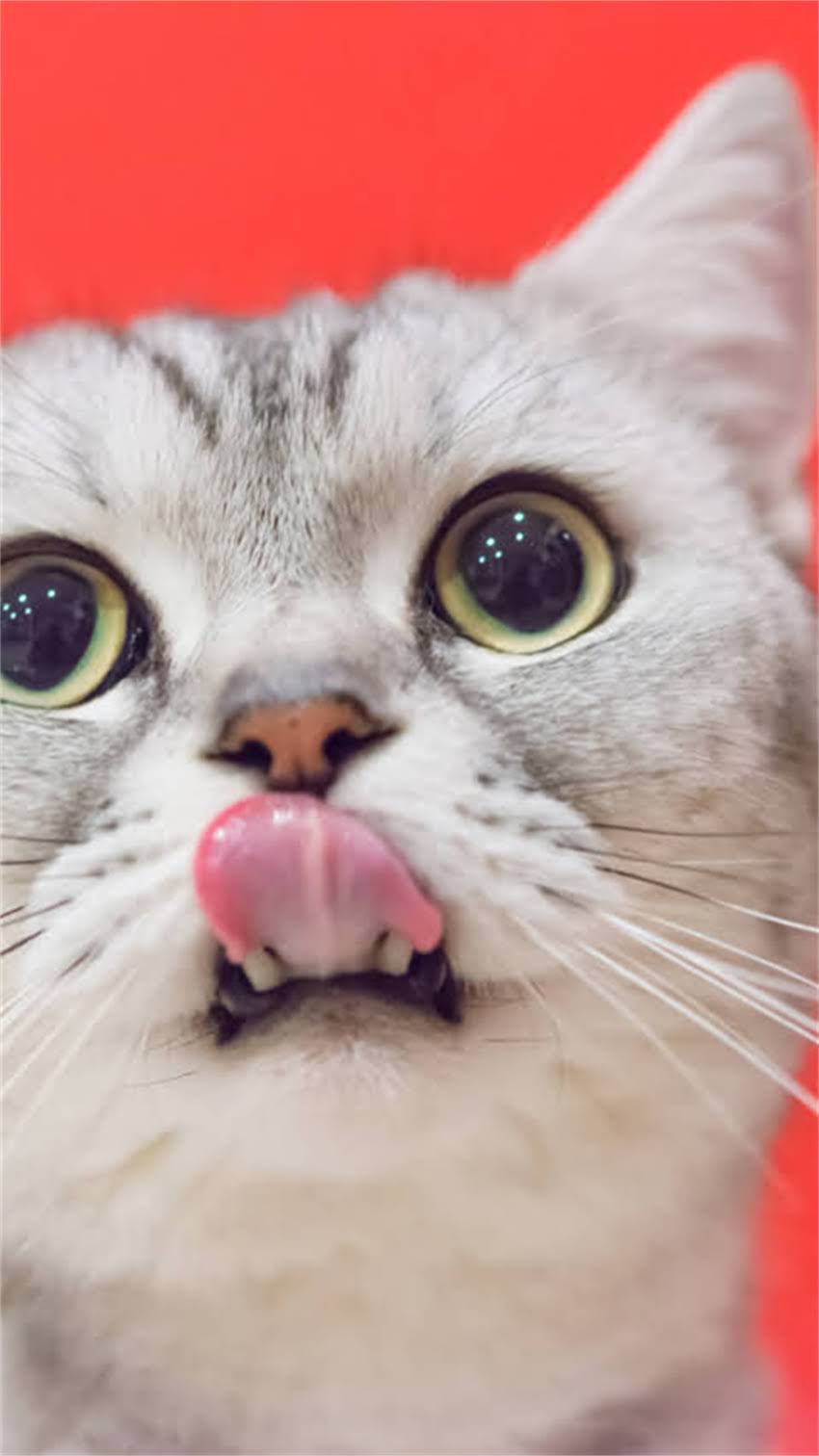 图片 阿拉斯加犬成长时间表全：从幼犬到成犬的饲养指南1.jpg