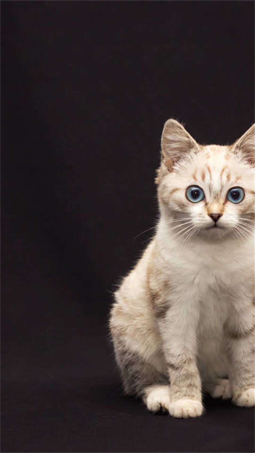 图片 阿拉斯加犬拆家怎么办？科学应对指南（附训练方法与预防措施）.jpg