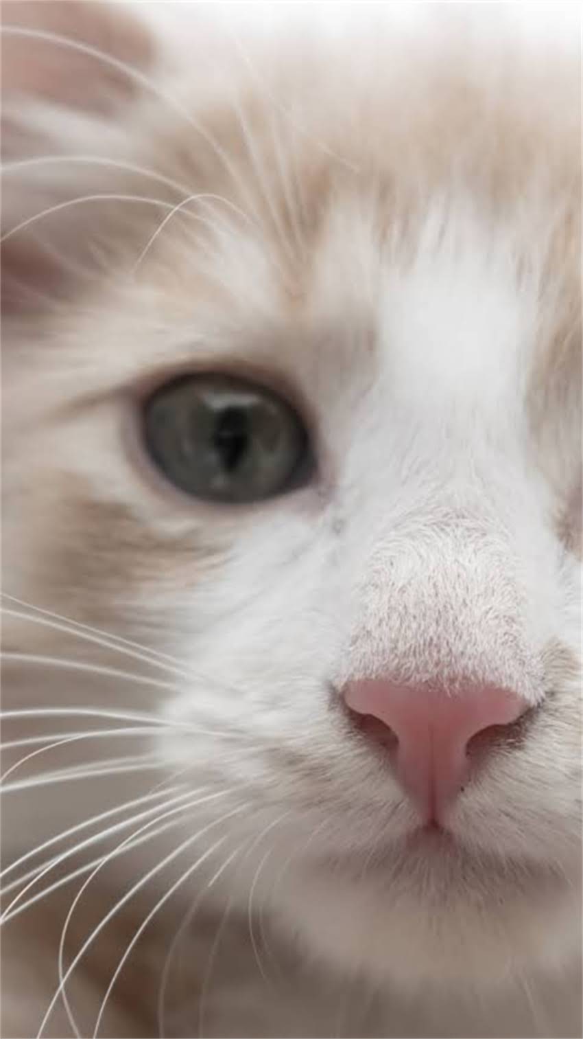 图片 阿拉斯加犬拆家怎么办？科学应对指南（附训练方法与预防措施）1.jpg