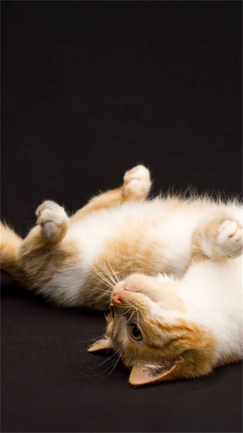 图片 阿拉斯加犬拆家怎么办？科学应对指南（附训练方法与预防措施）2.jpg