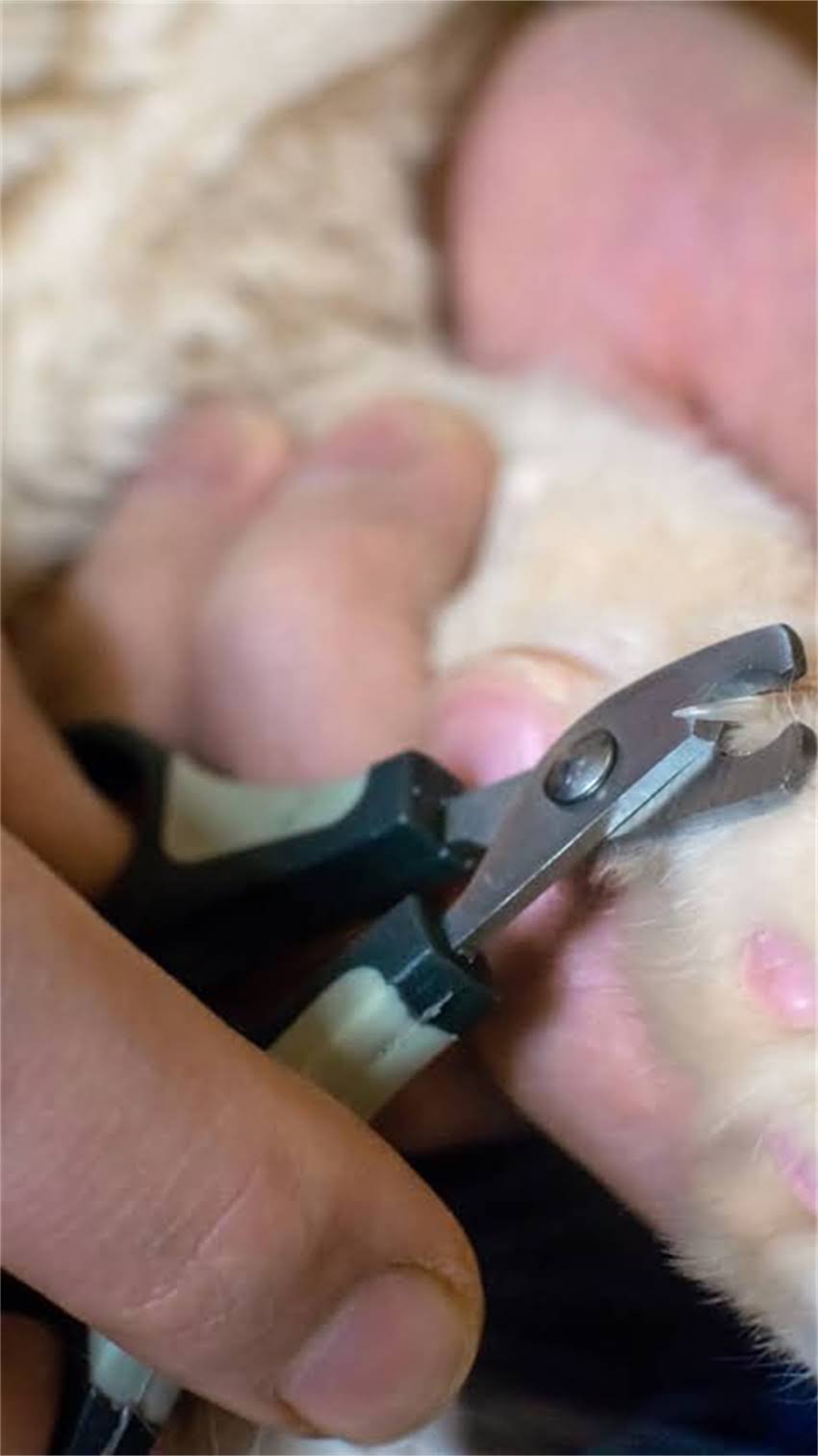 图片 阿拉斯加犬换牙全攻略：3大阶段特征+9个护理技巧（附常见问题解答）.jpg