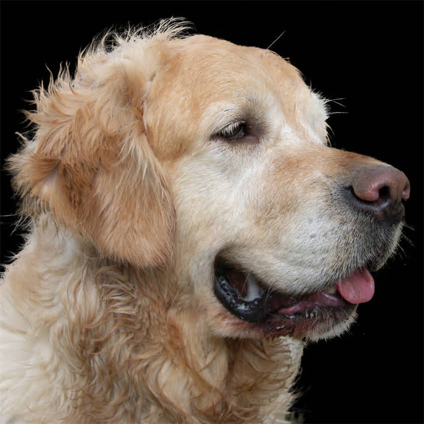 图片 阿拉斯加犬换牙全攻略：3大阶段特征+9个护理技巧（附常见问题解答）1.jpg