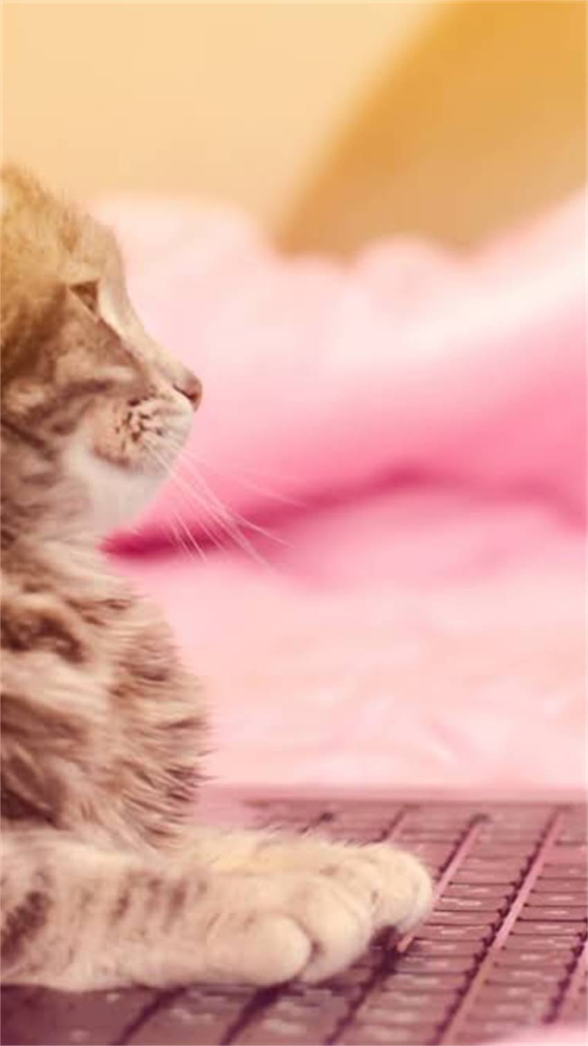 图片 阿拉斯加犬换牙全攻略：3大阶段特征+9个护理技巧（附常见问题解答）2.jpg