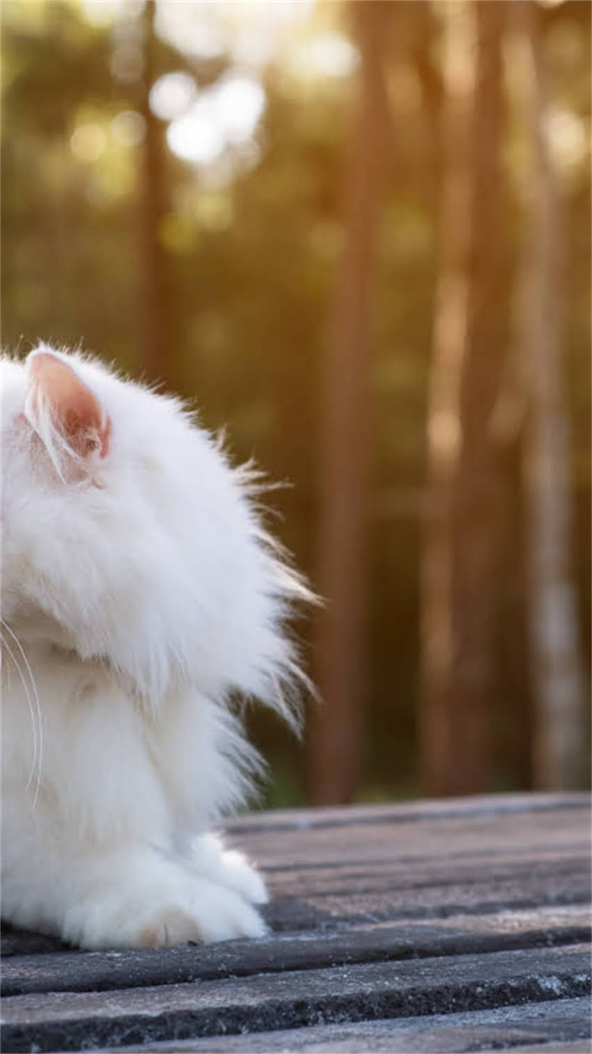 图片 阿拉斯加犬攻击主人？这些原因和应对措施你需要知道！.jpg