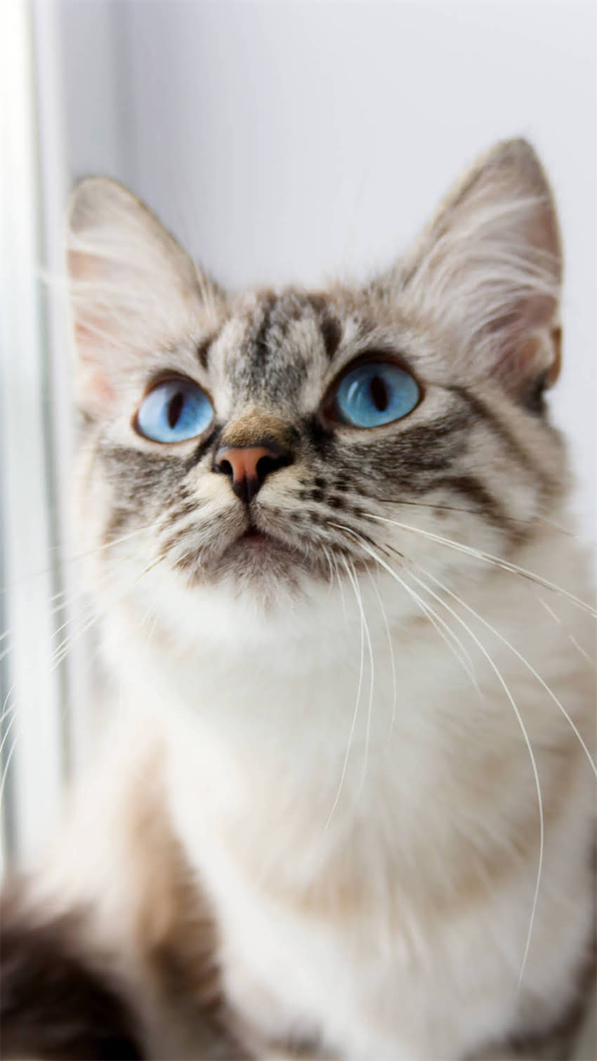 图片 阿拉斯加犬攻击主人？这些原因和应对措施你需要知道！1.jpg