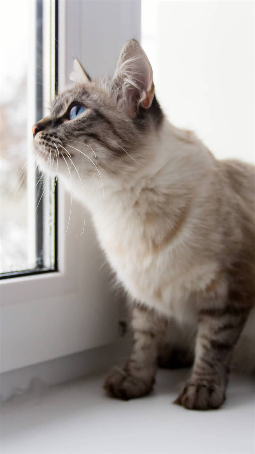 图片 阿拉斯加犬攻击主人？这些原因和应对措施你需要知道！2.jpg