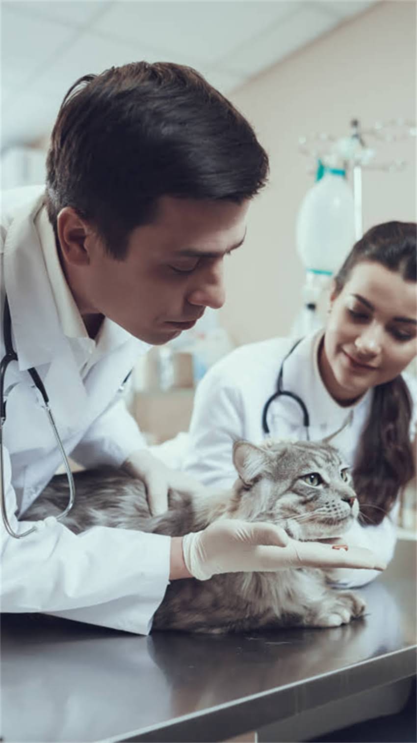 图片 阿拉斯加犬最佳配种年龄是多少？科学配种指南与注意事项全2.jpg