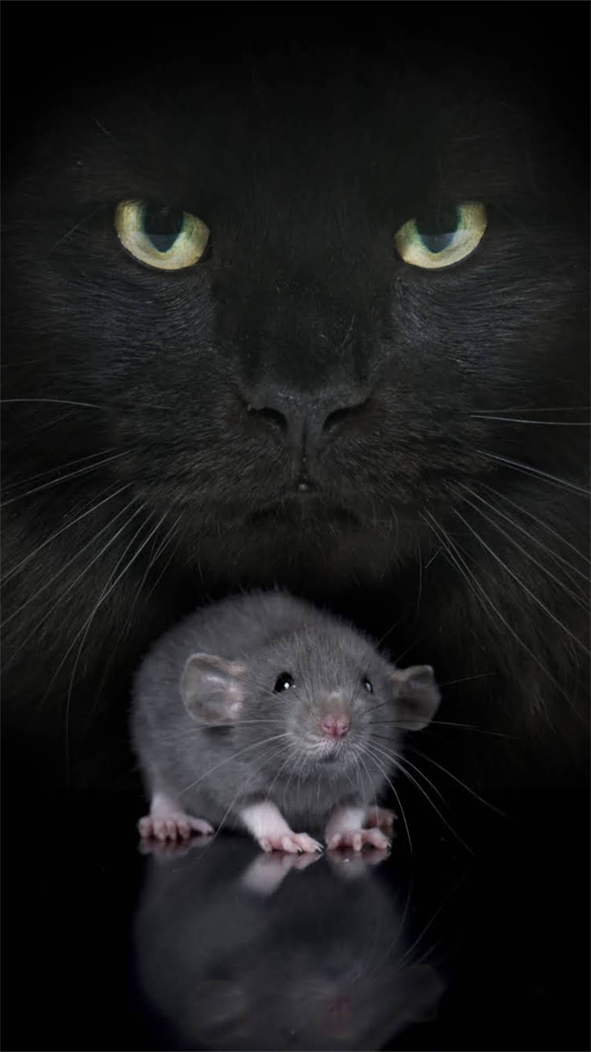 图片 阿拉斯加犬标准体型与饲养指南：如何科学判断犬只健康？1.jpg