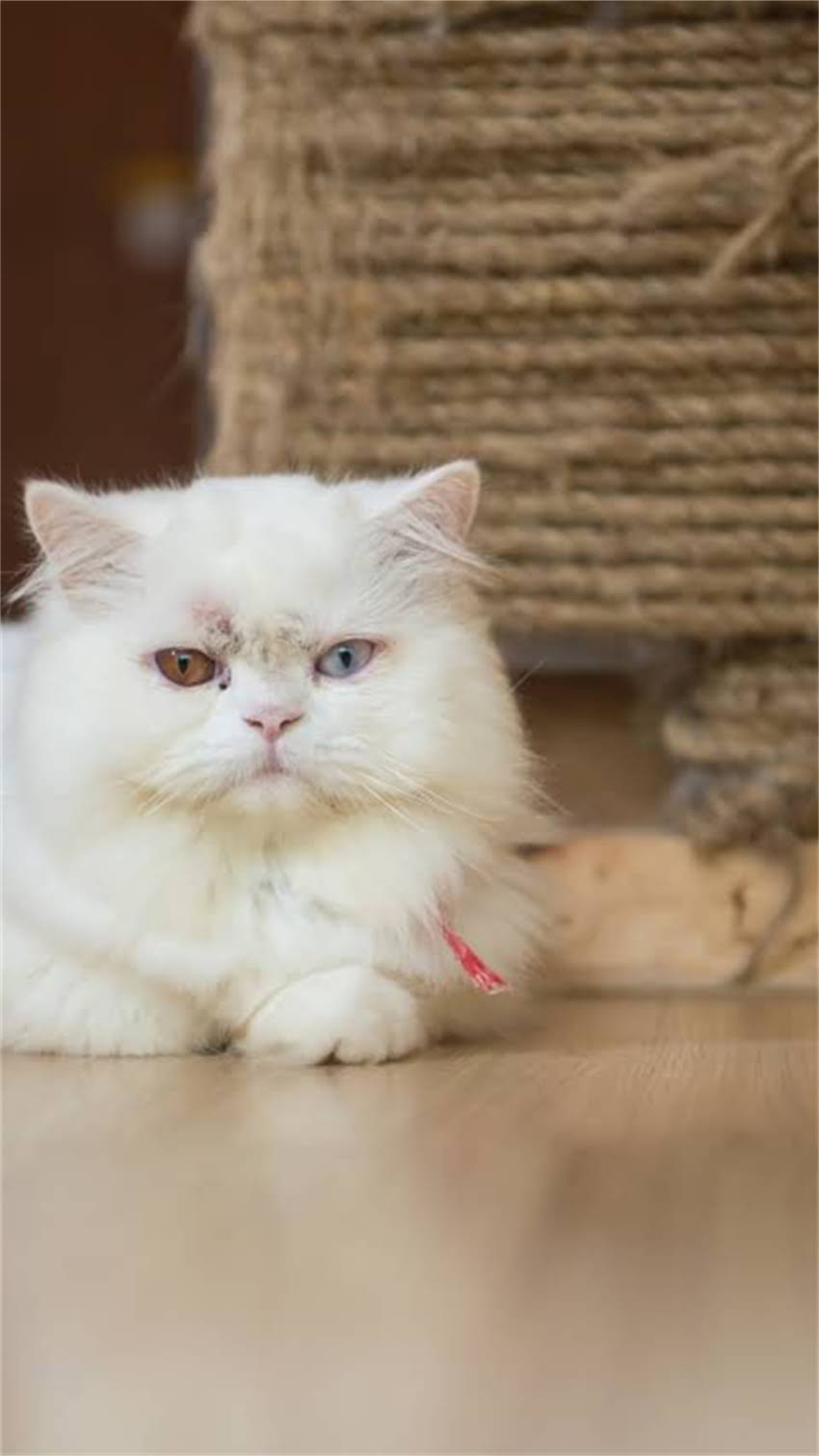 图片 阿拉斯加犬标准身高是多少？不同体型差异与饲养指南全2.jpg