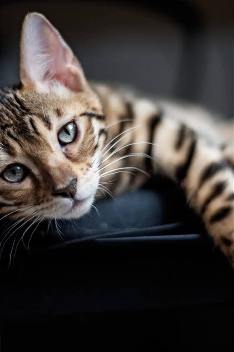 图片 阿拉斯加犬每天能吃多少？食量与营养需求全指南2.jpg