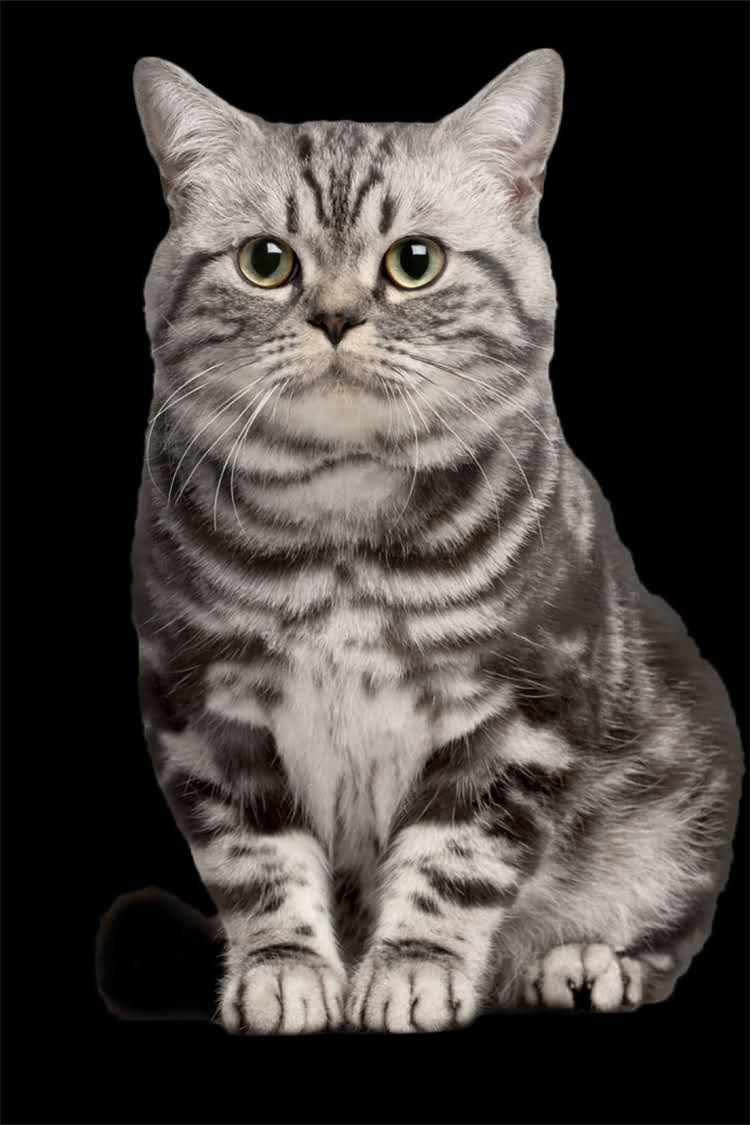 图片 阿拉斯加犬毛发修剪全攻略：8步搞定双层被毛，附工具选择与常见误区2.jpg