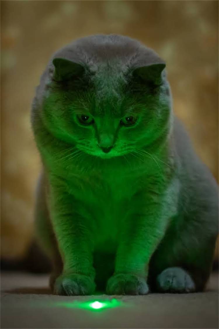 图片 阿拉斯加犬洗澡全攻略：科学步骤与注意事项，助你轻松护理爱犬.jpg