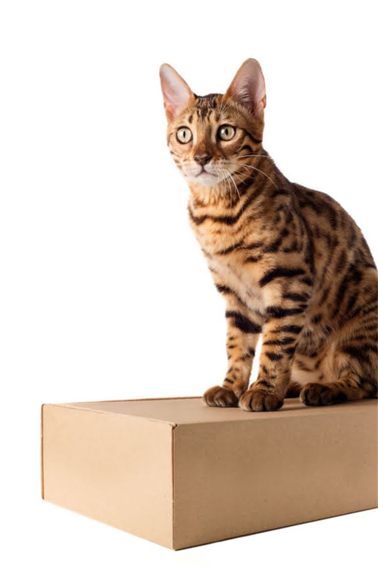 图片 阿拉斯加犬洗澡全攻略：科学步骤与注意事项，助你轻松护理爱犬2.jpg