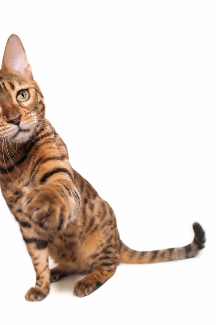 图片 阿拉斯加犬消瘦怎么办？5大科学调理法助狗狗快速恢复健康体重.jpg