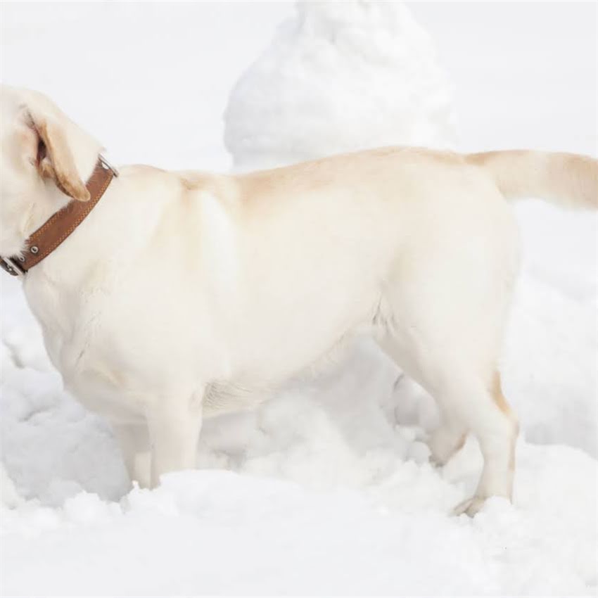 图片 阿拉斯加犬牙齿崩掉怎么办？专业兽医处理步骤与预防措施1.jpg