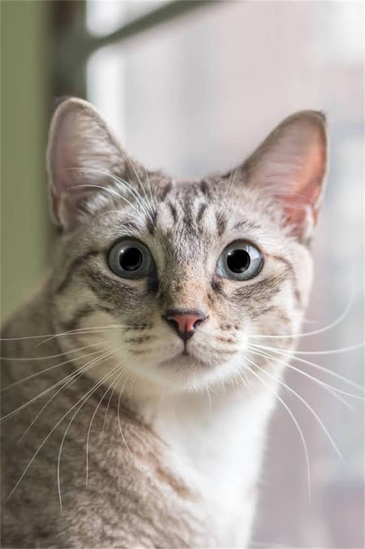 图片 阿拉斯加犬牙齿崩掉怎么办？专业兽医处理步骤与预防措施2.jpg