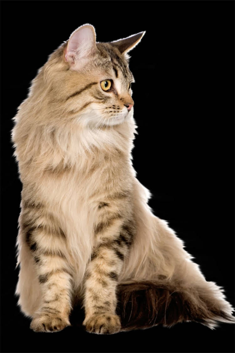 图片 阿拉斯加犬皮肤烂了怎么办？最新护理指南与治疗方案（附真实案例）1.jpg