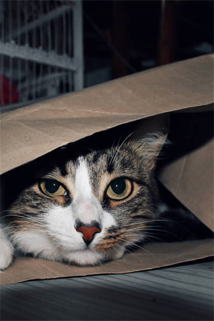 图片 阿拉斯加犬眼屎发黄怎么办？5大原因及专业解决方法.jpg