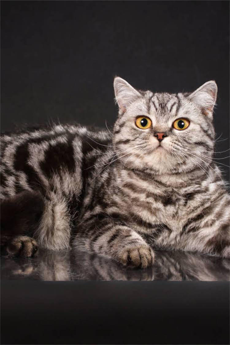 图片 阿拉斯加犬眼屎发黄怎么办？5大原因及专业解决方法1.jpg