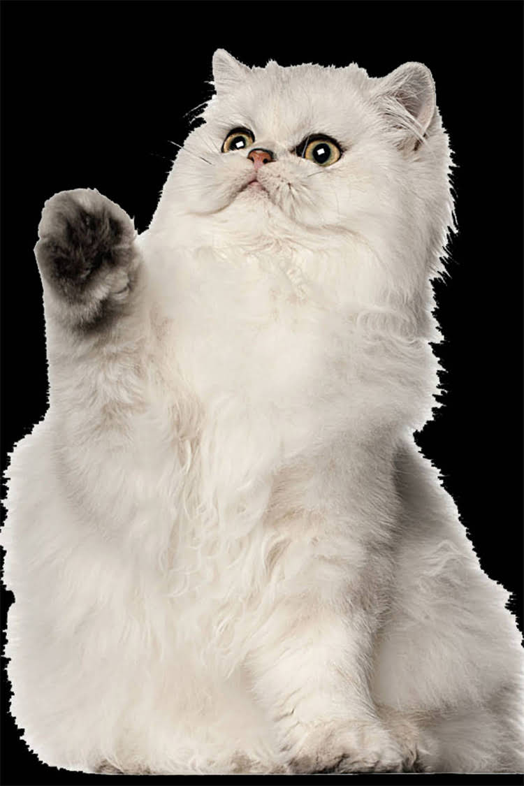 图片 阿拉斯加犬眼屎发黄怎么办？5大原因及专业解决方法2.jpg