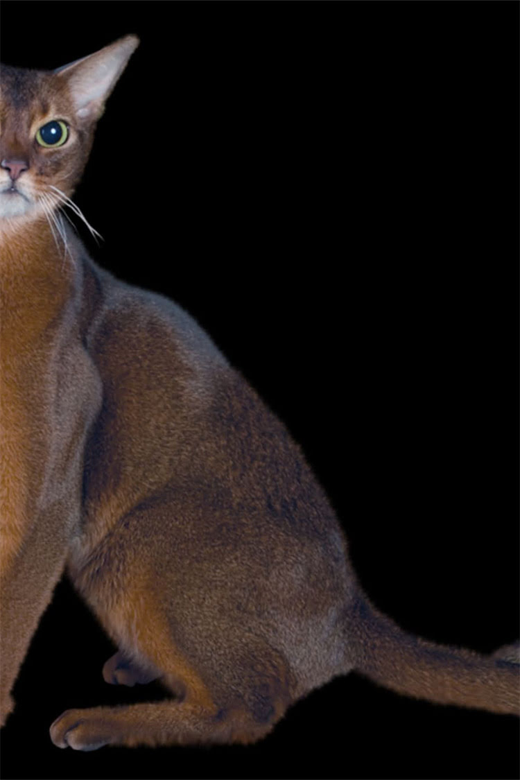 图片 阿拉斯加犬科学遛狗全攻略：新手必读的日常管理指南与行为训练技巧.jpg