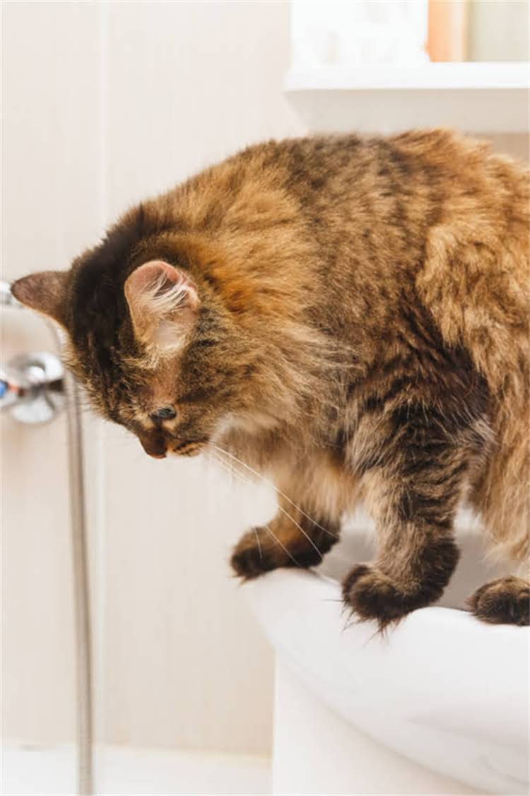 图片 阿拉斯加犬科学遛狗全攻略：新手必读的日常管理指南与行为训练技巧1.jpg