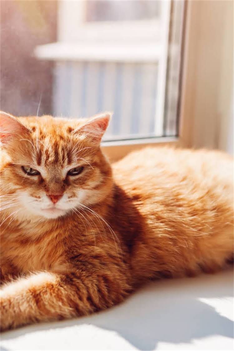 图片 阿拉斯加犬科学遛狗全攻略：新手必读的日常管理指南与行为训练技巧2.jpg