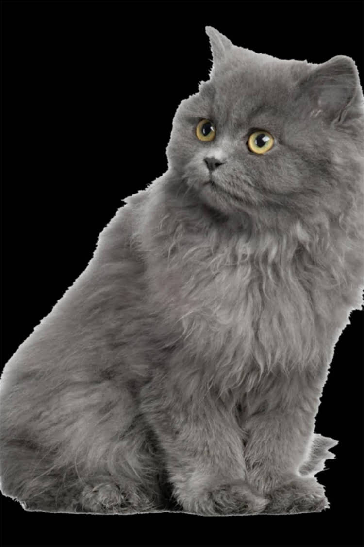 图片 阿拉斯加犬绝育后性格变化全：激素调整对性格行为的影响与应对策略.jpg