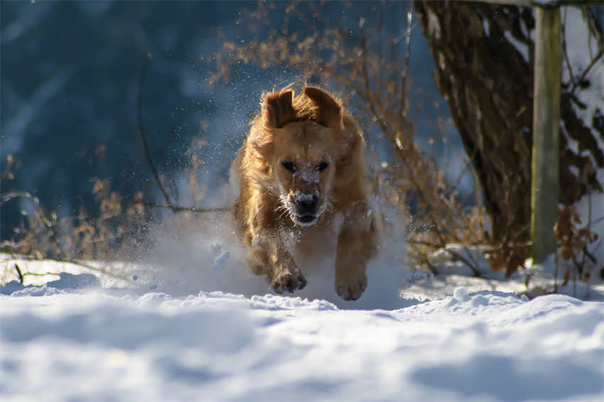 图片 阿拉斯加犬缺钙症状、补钙方法及科学饮食全（附食谱与注意事项）.jpg