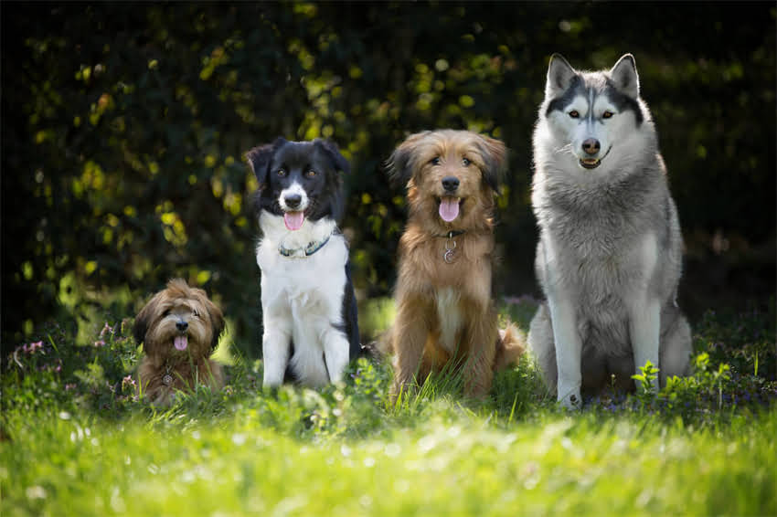 图片 阿拉斯加犬缺钙症状、补钙方法及科学饮食全（附食谱与注意事项）1.jpg