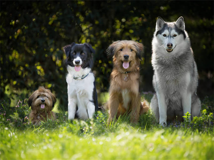 图片 阿拉斯加犬缺钙症状、补钙方法及科学饮食全（附食谱与注意事项）2.jpg