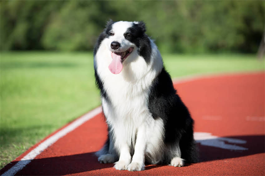 图片 阿拉斯加犬耳朵疤痕护理全攻略：症状识别与科学养护指南2.jpg