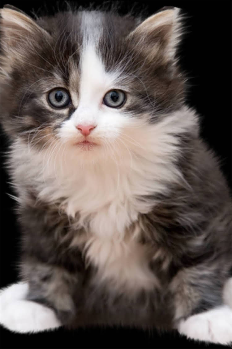 图片 阿拉斯加犬脚趾腐烂怎么办？5大原因与专业护理指南（附家庭急救步骤）.jpg