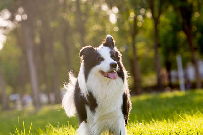 图片 阿拉斯加犬脚趾腐烂怎么办？5大原因与专业护理指南（附家庭急救步骤）1.jpg