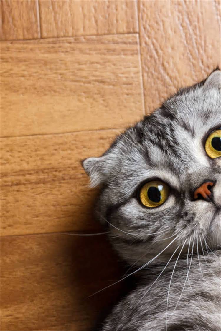 图片 阿拉斯加犬脚趾腐烂怎么办？5大原因与专业护理指南（附家庭急救步骤）2.jpg