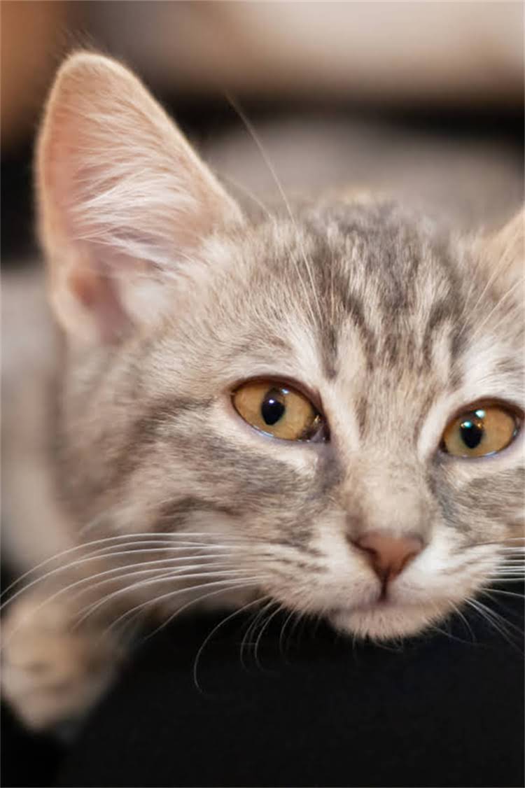 图片 阿拉斯加犬舍推荐指南：如何挑选靠谱犬舍及饲养注意事项（附10家优质犬舍名单）1.jpg