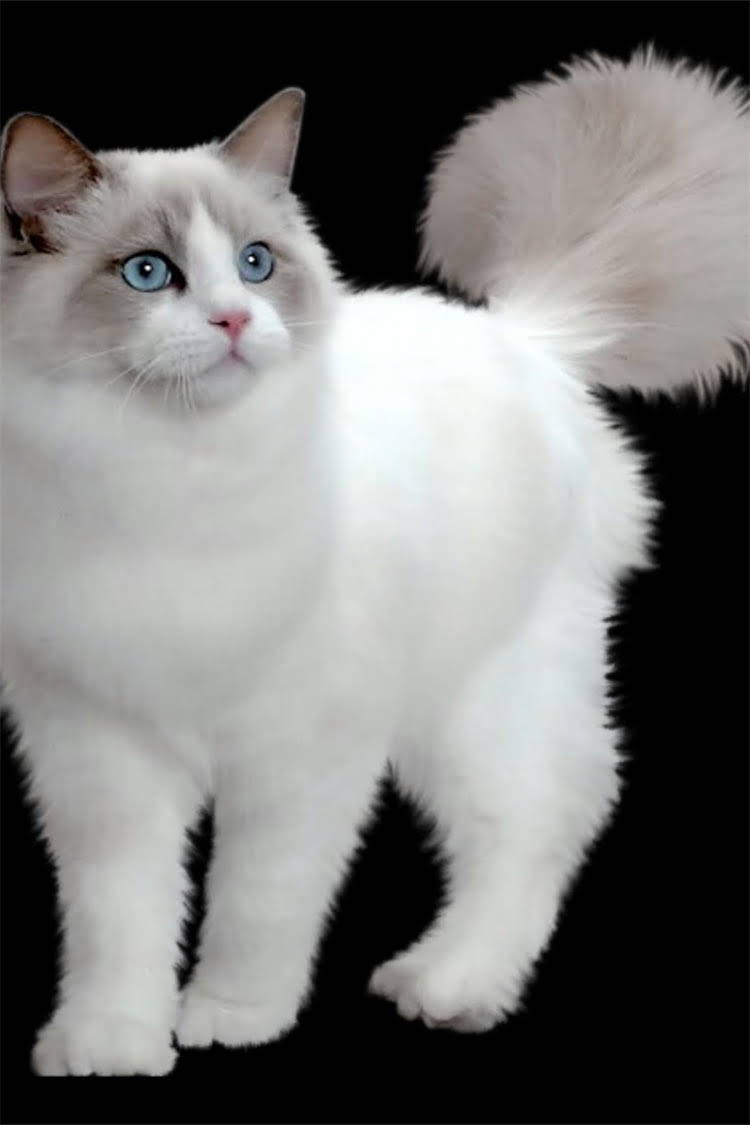 图片 阿拉斯加犬舍推荐指南：如何挑选靠谱犬舍及饲养注意事项（附10家优质犬舍名单）2.jpg