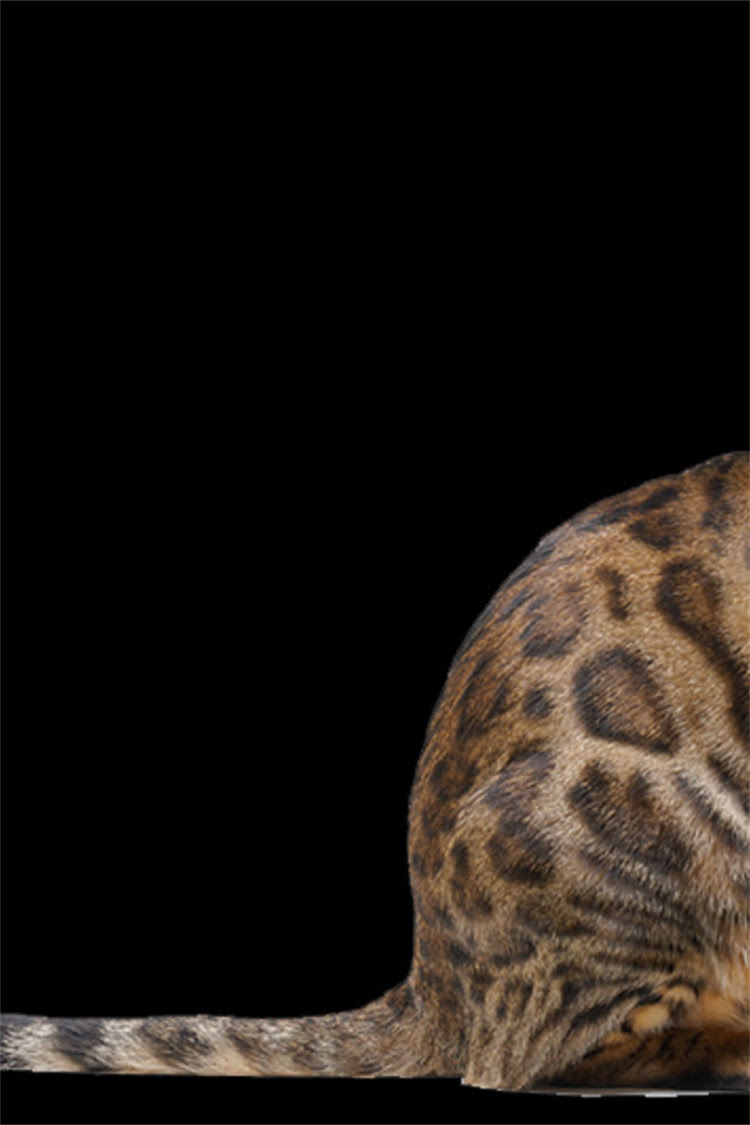 图片 阿拉斯加犬血统认证全攻略：如何辨别纯正血统+饲养指南（附证书样本图）1.jpg