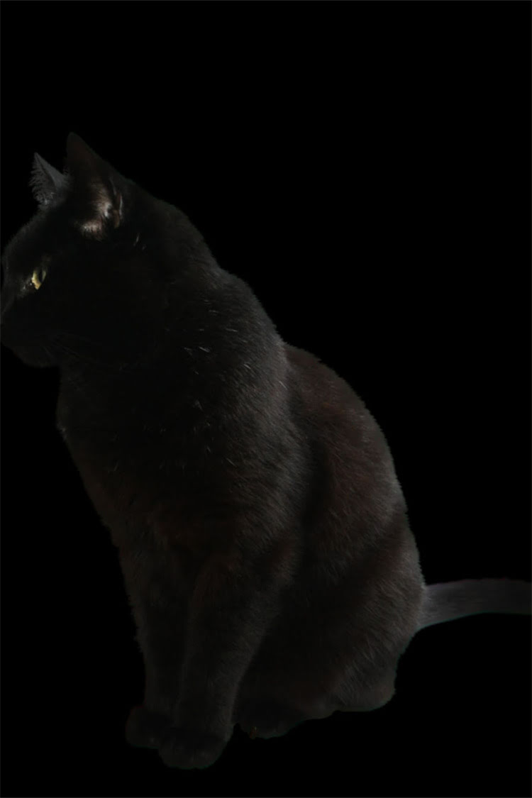 图片 阿拉斯加犬补钙全攻略：科学补钙方法、常见误区与营养建议（附喂食指南）2.jpg