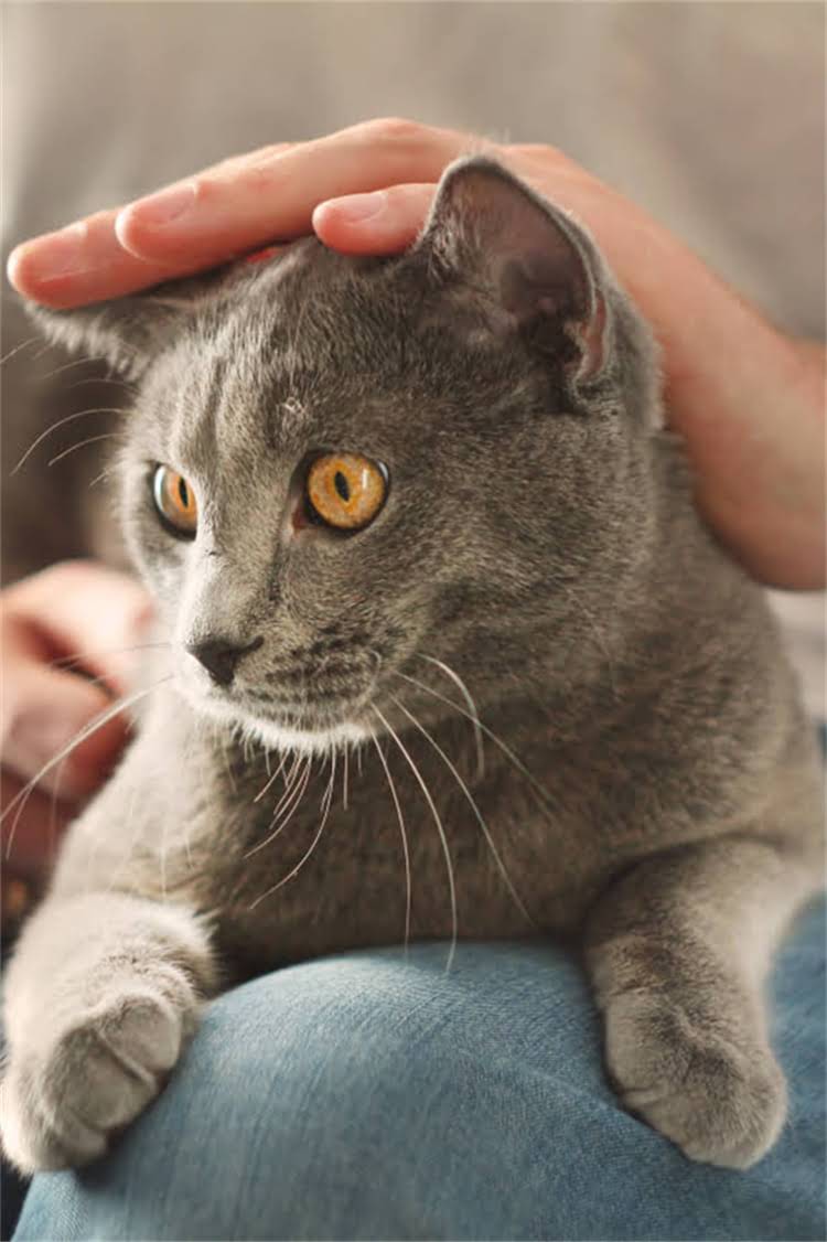 图片 阿拉斯加犬配种难吗？全攻略：科学方法+常见误区+专业建议.jpg