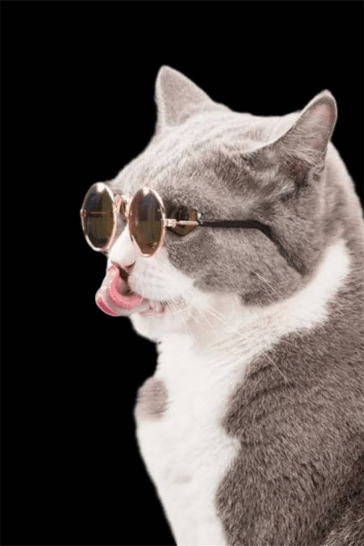 图片 阿拉斯加犬配种难吗？全攻略：科学方法+常见误区+专业建议1.jpg