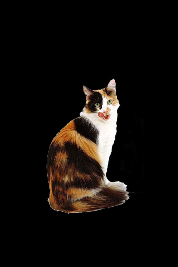 图片 阿拉斯加犬配种难吗？全攻略：科学方法+常见误区+专业建议2.jpg