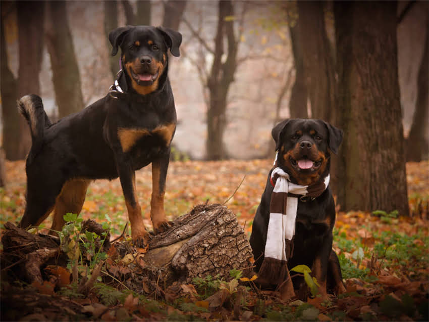 图片 阿拉斯加犬随行训练全攻略：从基础指令到复杂服从的5步实操指南.jpg