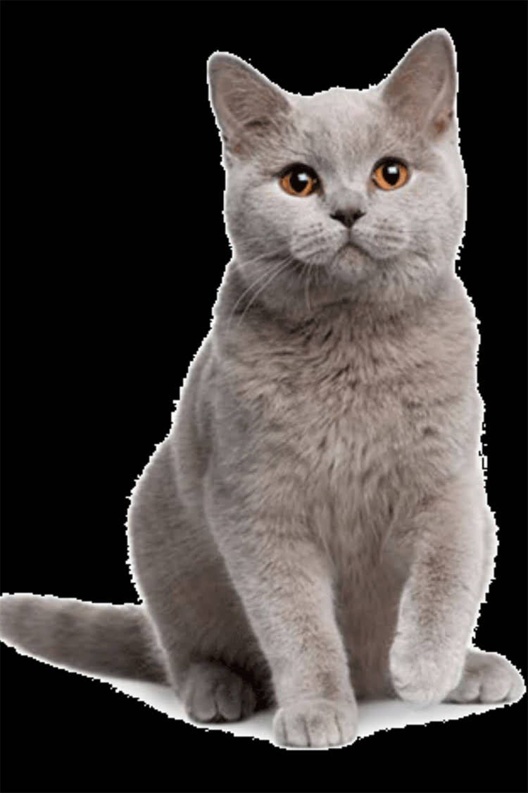 图片 阿拉斯加犬领养全攻略：纯种犬领养流程、注意事项与救助机构推荐.jpg