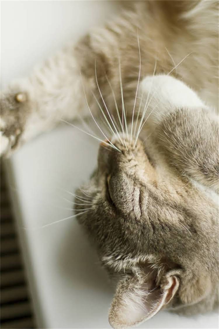 图片 阿拉斯加犬频繁咳嗽？3大原因+5招解决方法，家长必看！.jpg