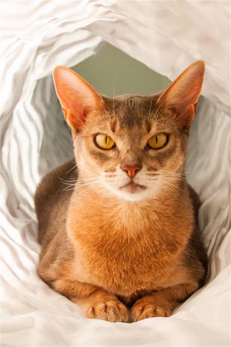 图片 阿拉斯加犬频繁啃咬鞋子？5大原因+专业解决方法全.jpg