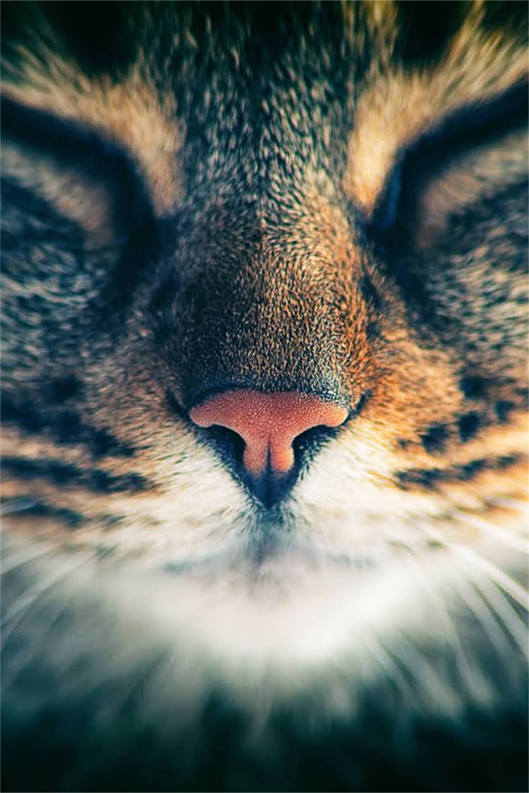 图片 阿拉斯加犬饲养全攻略：科学喂养、健康护理与行为训练指南.jpg