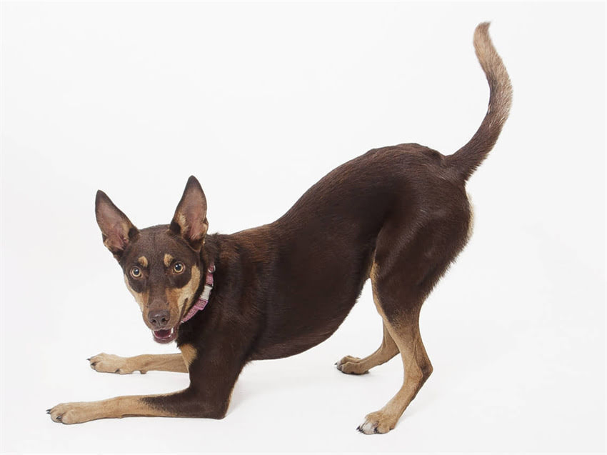 图片 阿拉斯加犬饲养成本全：最新养狗费用清单与饲养指南.jpg