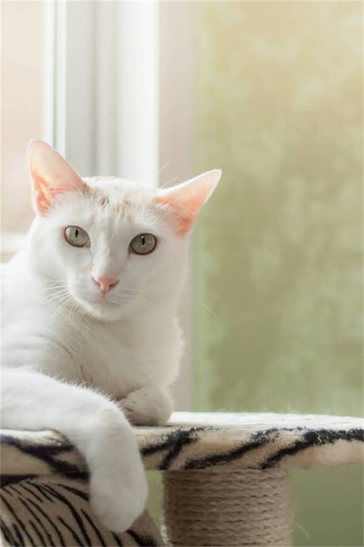 图片 阿拉斯加犬鼻子干燥怎么办？原因、护理方法及预防措施全.jpg